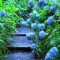 10 PCS Seeds Chinese Rare and Precious Species of Blue Peony Flower Bonsai