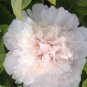 10 PCS Seeds Chinese Rare and Precious Species of Blue Peony Flower Bonsai