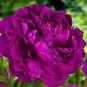 10 PCS Seeds Chinese Rare and Precious Species of Blue Peony Flower Bonsai