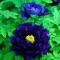 10 PCS Seeds Chinese Rare and Precious Species of Blue Peony Flower Bonsai