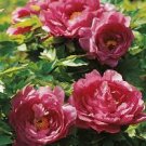 10 PCS Seeds Chinese Rare and Precious Species of Blue Peony Flower Bonsai