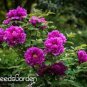 10 PCS Seeds Chinese Rare and Precious Species of Blue Peony Flower Bonsai