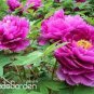 10 PCS Seeds Chinese Rare and Precious Species of Blue Peony Flower Bonsai