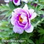 10 PCS Seeds Chinese Rare and Precious Species of Blue Peony Flower Bonsai