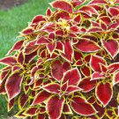 100 PCS Seeds Chinese Rare Original Natural Organic Red Coleus Bonsai Beautiful Blumei 100 PCS Seeds Chinese Rare Original Natural Organic Red Coleus Bonsai Beautiful Blumei