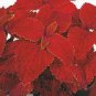 100 PCS Seeds Chinese Rare Original Natural Organic Red Coleus Bonsai Beautiful Blumei