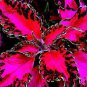 100 PCS Seeds Chinese Rare Original Natural Organic Red Coleus Bonsai Beautiful Blumei