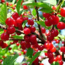 20 PCS Seeds Chinese Red Sweet Cherry Fruit 20 PCS Seeds Chinese Red Sweet Cherry Fruit