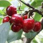 20 PCS Seeds Chinese Red Sweet Cherry Fruit