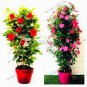 10 PCS Seeds Chinese Rare and Precious Species of Blue Peony Flower Bonsai