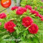 10 PCS Seeds Chinese Rare and Precious Species of Blue Peony Flower Bonsai