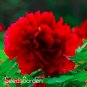 10 PCS Seeds Chinese Rare and Precious Species of Blue Peony Flower Bonsai