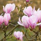 10 PCS Seeds Chinese Red Yellow Pink White Yulan Magnolia denudata Fragrant lilytree