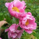 10 PCS Seeds Chinese Rare and Precious Species of Blue Peony Flower Bonsai 10 PCS Seeds Chinese Rare and Precious Species of Blue Peony Flower Bonsai
