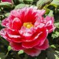 10 PCS Seeds Chinese Rare and Precious Species of Blue Peony Flower Bonsai