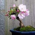 10 PCS Seeds Chinese Rose Tree Bonsai 10 PCS Seeds Chinese Rose Tree Bonsai