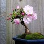 10 PCS Seeds Chinese Rose Tree Bonsai
