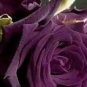 10 PCS Seeds Chinese Rose Tree Seeds Purple Big Blooms Flowers with White Edge
