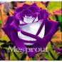 10 PCS Seeds Chinese Rose Tree Seeds Purple Big Blooms Flowers with White Edge