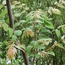50 PCS Seeds Chinese Toon Seeds Edible Red Oil Toon Sinensis Tree Bonsai 50 PCS Seeds Chinese Toon Seeds Edible Red Oil Toon Sinensis Tree Bonsai