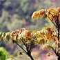 50 PCS Seeds Chinese Toon Seeds Edible Red Oil Toon Sinensis Tree Bonsai