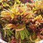 50 PCS Seeds Chinese Toon Seeds Edible Red Oil Toon Sinensis Tree Bonsai
