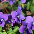 100 PCS Seeds Chinese Violet Seeds Beautiful herba violae Flower