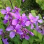100 PCS Seeds Chinese Violet Seeds Beautiful herba violae Flower