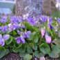 100 PCS Seeds Chinese Violet Seeds Beautiful herba violae Flower