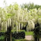 100 PCS Seeds Chinese White Wisteria Rare Heirloom Wisteria Sinensis Alba
