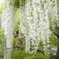 100 PCS Seeds Chinese White Wisteria Rare Heirloom Wisteria Sinensis Alba
