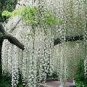 100 PCS Seeds Chinese White Wisteria Rare Heirloom Wisteria Sinensis Alba