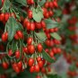 60 PCS Seeds Chinese Wolfberry Lycium barbarum
