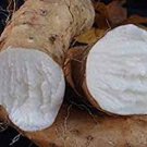 6 PCS Seeds Chinese Yam Perennial Herbal Vegetable