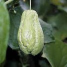 30 PCS Seeds Chocho Magic Pumpkin are Chayote Big Melon Plants Vegetables