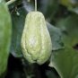 30 PCS Seeds Chocho Magic Pumpkin are Chayote Big Melon Plants Vegetables