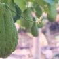 30 PCS Seeds Chocho Magic Pumpkin are Chayote Big Melon Plants Vegetables