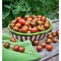 100 PCS Seeds Chocolate Cherry Tomato Plant