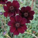 100 PCS Seeds Chocolate Cosmos Plant 100 PCS Seeds Chocolate Cosmos Plant