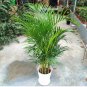 5 PCS Seeds Chrysalidocarpus Lutescens Seeds Home Decoration Areca Palm