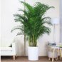 5 PCS Seeds Chrysalidocarpus Lutescens Seeds Home Decoration Areca Palm