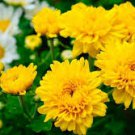 200 PCS Seeds Chrysanthemum