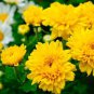 200 PCS Seeds Chrysanthemum