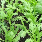 120 PCS Seeds Chrysanthemum Coronarium Vegetable 120 PCS Seeds Chrysanthemum Coronarium Vegetable
