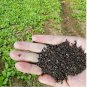120 PCS Seeds Chrysanthemum Coronarium Vegetable
