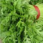 120 PCS Seeds Chrysanthemum Coronarium Vegetable