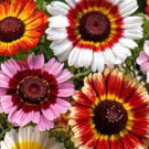 50 PCS Seeds Chrysanthemum Daisy Seeds Flowering Plants