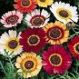 50 PCS Seeds Chrysanthemum Daisy Seeds Flowering Plants