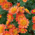 200 PCS Seeds Chrysanthemum Perennial Flowers Seeds Spider Orange Yellowish Flowers