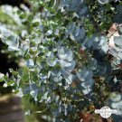 50 PCS Seeds Cider Gum Eucalyptus Myrtaceae Eucalyptus Gunnii Ornamental Plant 50 PCS Seeds Cider Gum Eucalyptus Myrtaceae Eucalyptus Gunnii Ornamental Plant